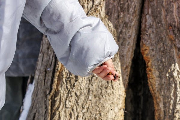 A school field trip to skigamizigan (sugar bushing) Camp 