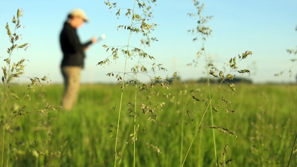 As Farming Booms Some Minnesota Prairie Songbirds Fall Silent MPR News