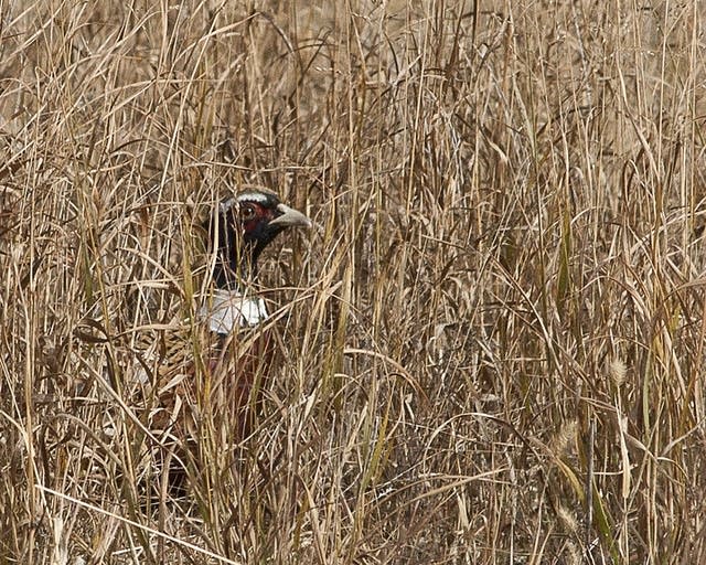 A pheasant hides in grass near the Coon Rapids dam
