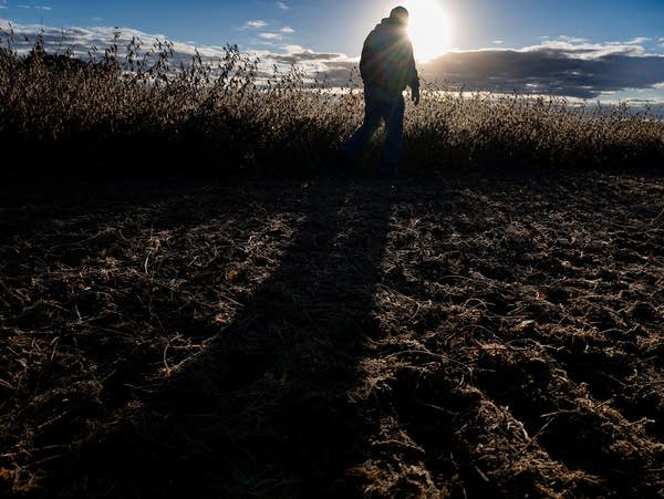 A farmer inspects a soybean field.