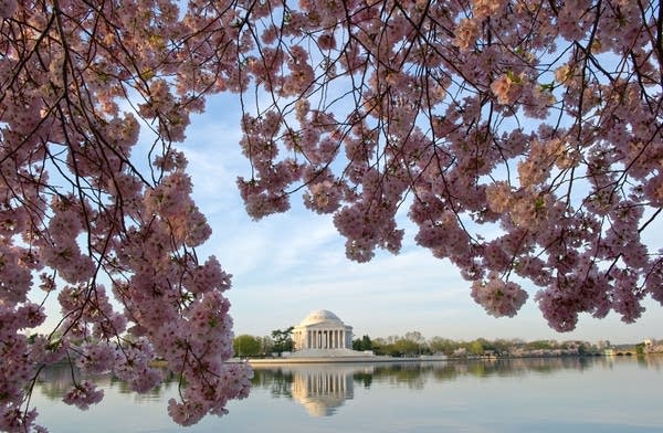 Short and sweet: Celebrating D.C.'s cherry blossoms with haiku