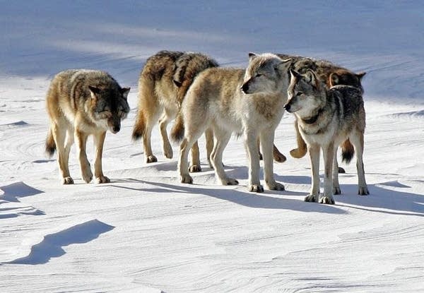 Isle Royale Wolves