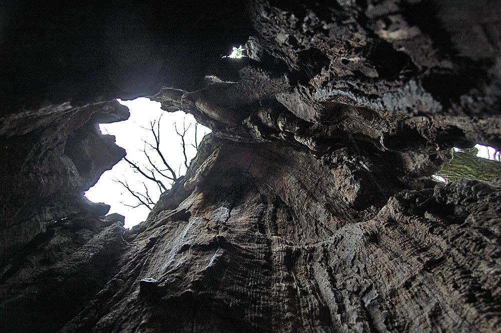 View from inside the tree