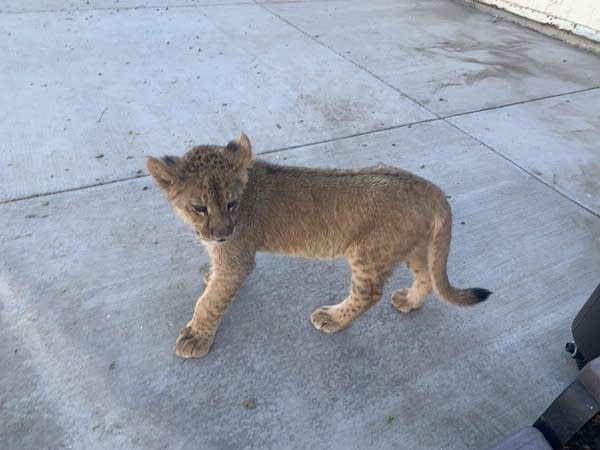 A cute little liger cub (half tiger/half lion) standing on concrete