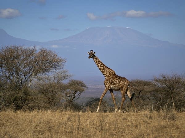 Giraffe now listed as 'vulnerable' to extinction as population plummets