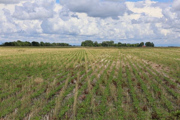 A field of crops