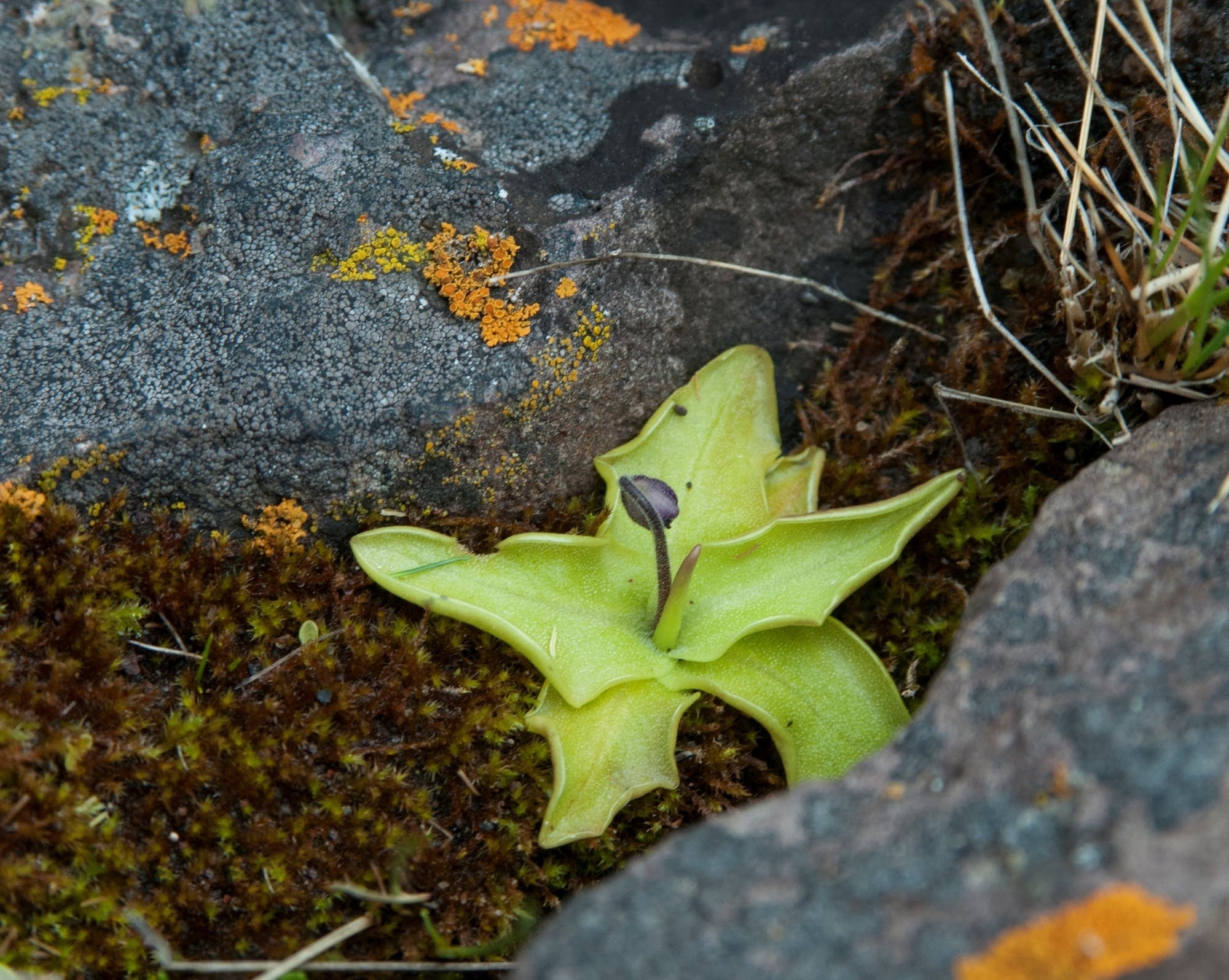 Butterwort flower