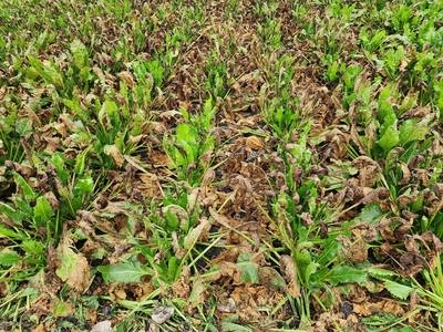 Minnesota sugar beet growers brace for the possible return of a devastating disease