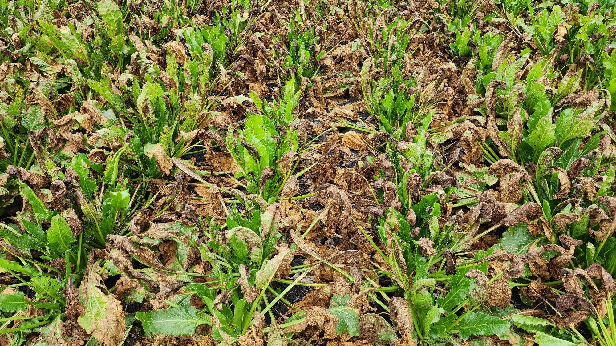 Devastating sugar beet disease could return to Minn.
