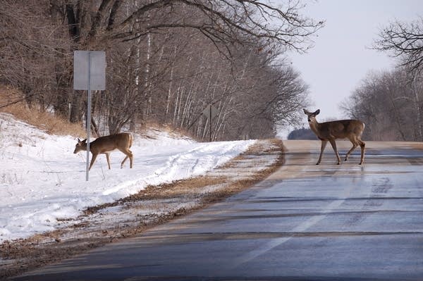 Chronic wasting disease found in northwest Wisconsin deer
