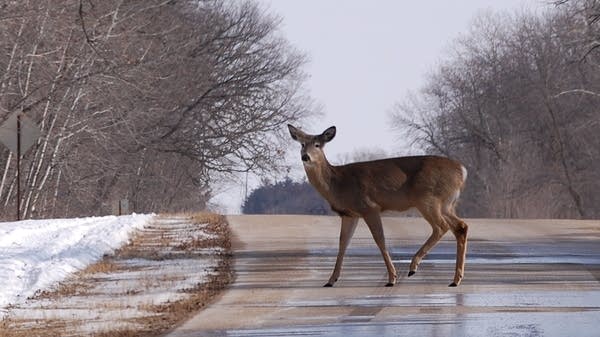 Deer crossing