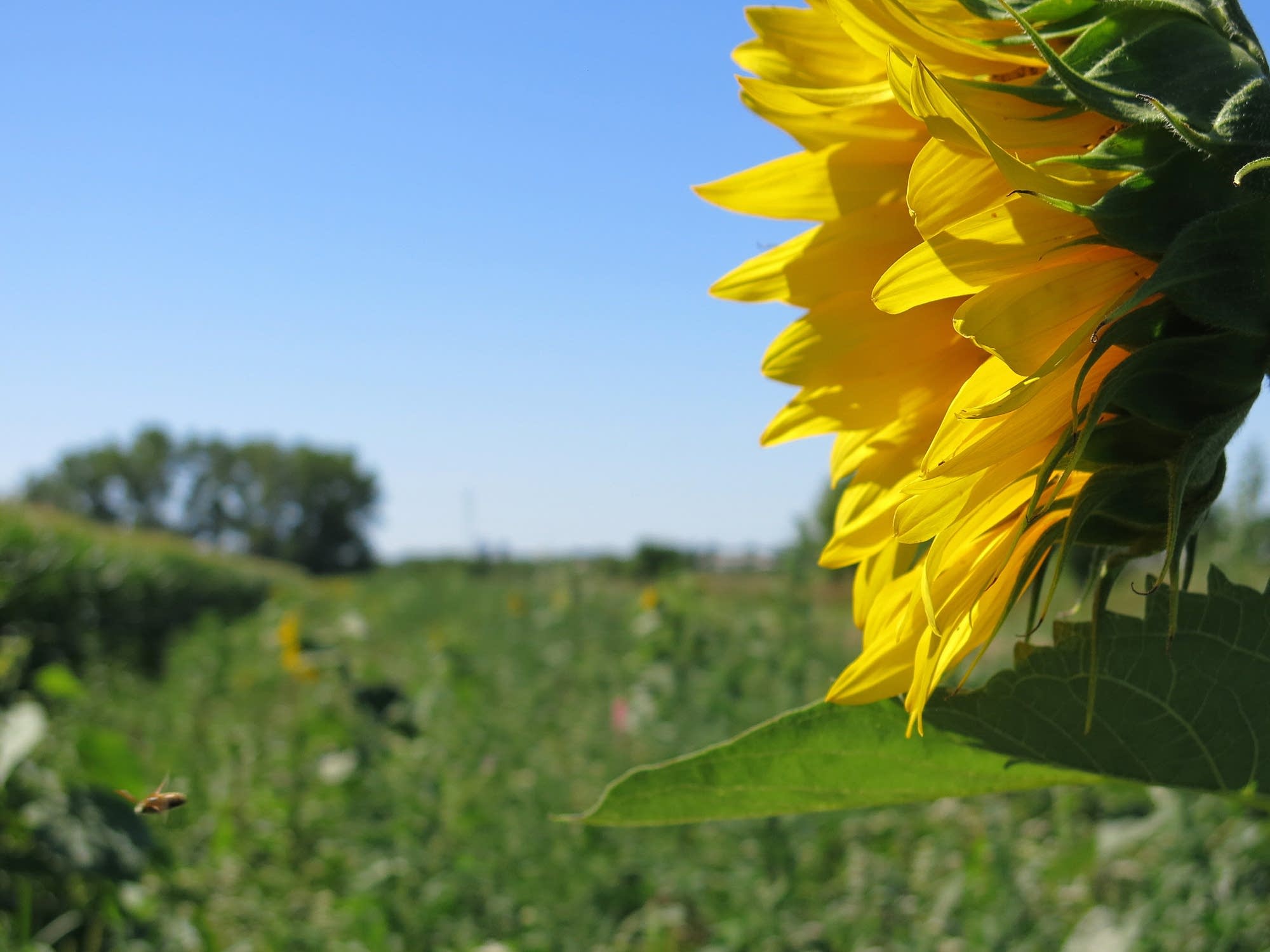 A bee heads for a sunflower on a research plot.