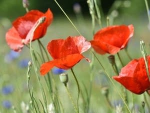 Flowers