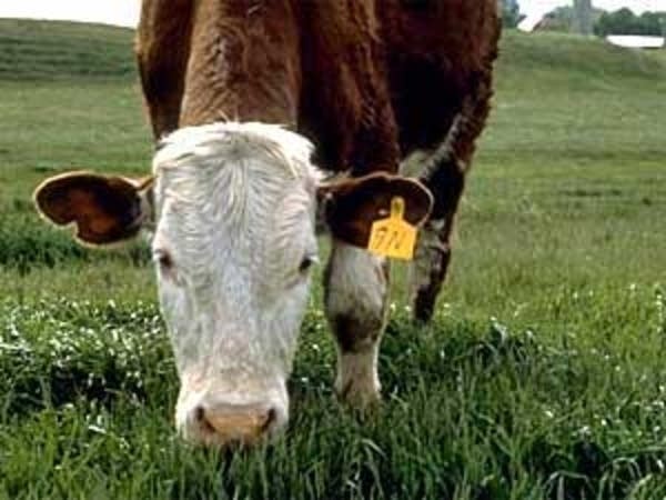 Pawlenty targets bovine tuberculosis in northwestern Minn.