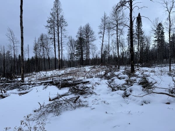 burned forest