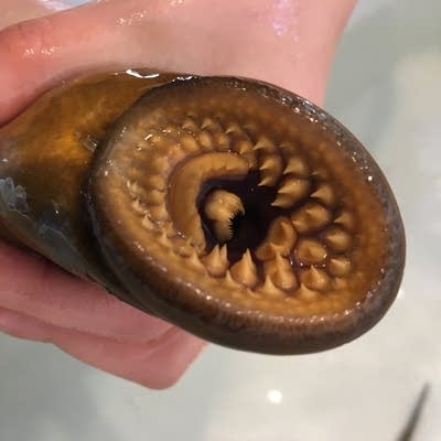 Scientists Target Pheromones To Control Blooding Sea Lamprey In Great Lakes Mpr News - What Is A Lampreys Prey Scientists Target Pheromones To Control Blooding Sea Lamprey In Great Lakes Mpr News - What Is A Lampreys Prey