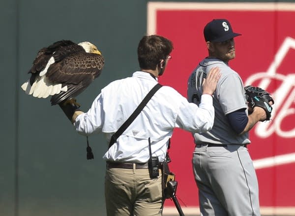 The handler for an American eagle pats Seattle Mariners' James Paxton
