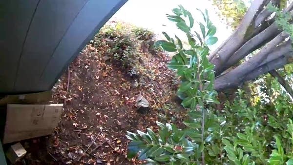 Security Cam footage from above showing discarded boxes in bushes
