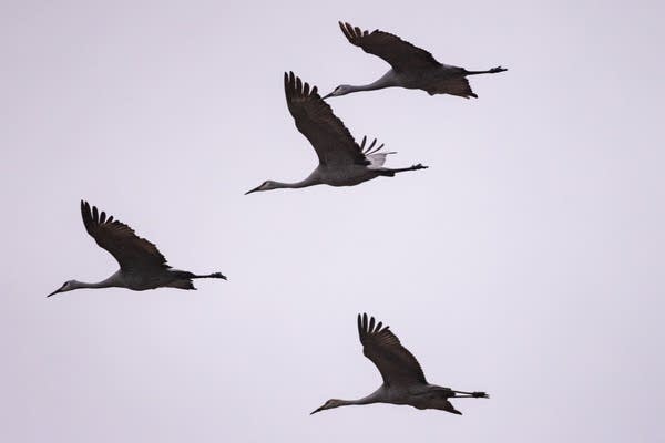 Cranes fly through the air