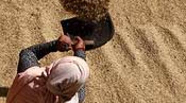 A Nepalese farmer winnows rice in Kathmandu, Nepal.