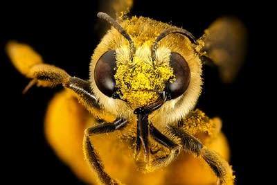 A macro bee photo