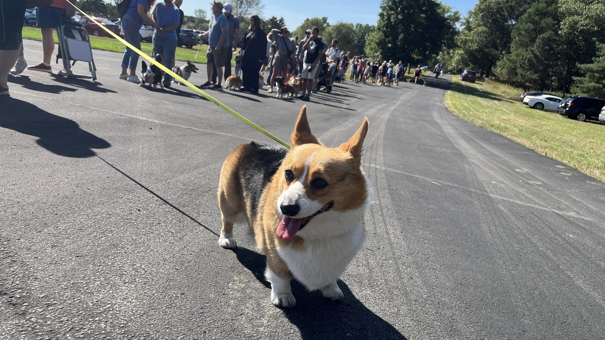 Andover hosts fifth annual corgi meet-up