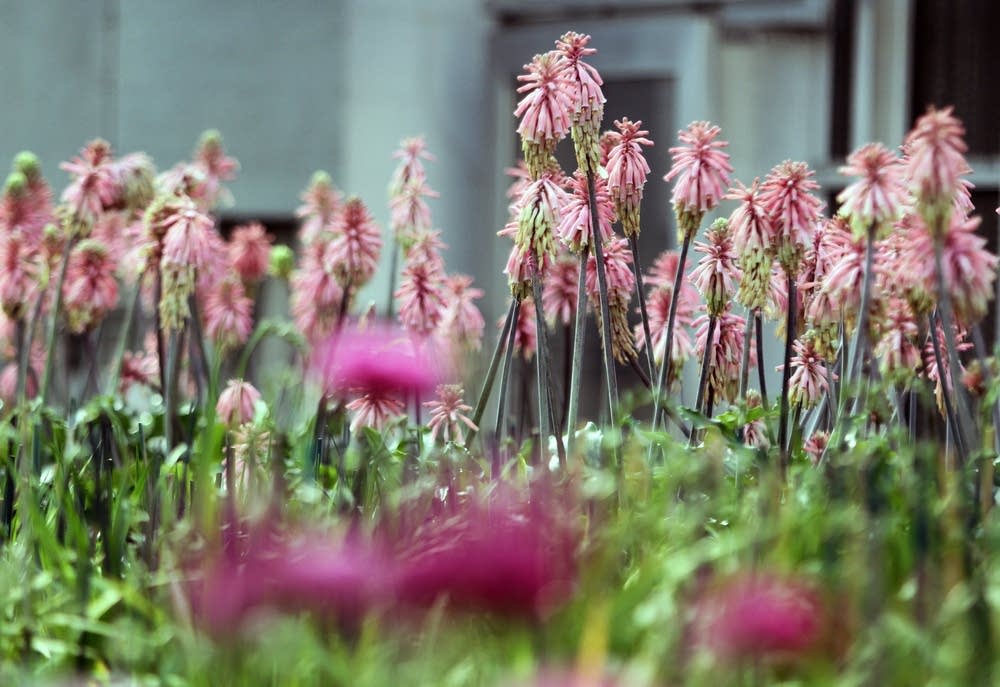 Velthemia plants