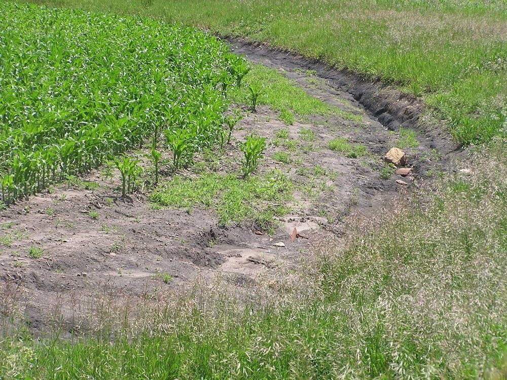 Field rut