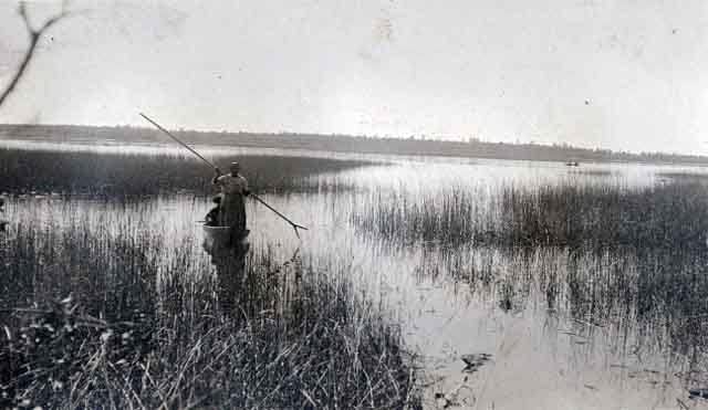 Wild rice harvest in the first half of the century