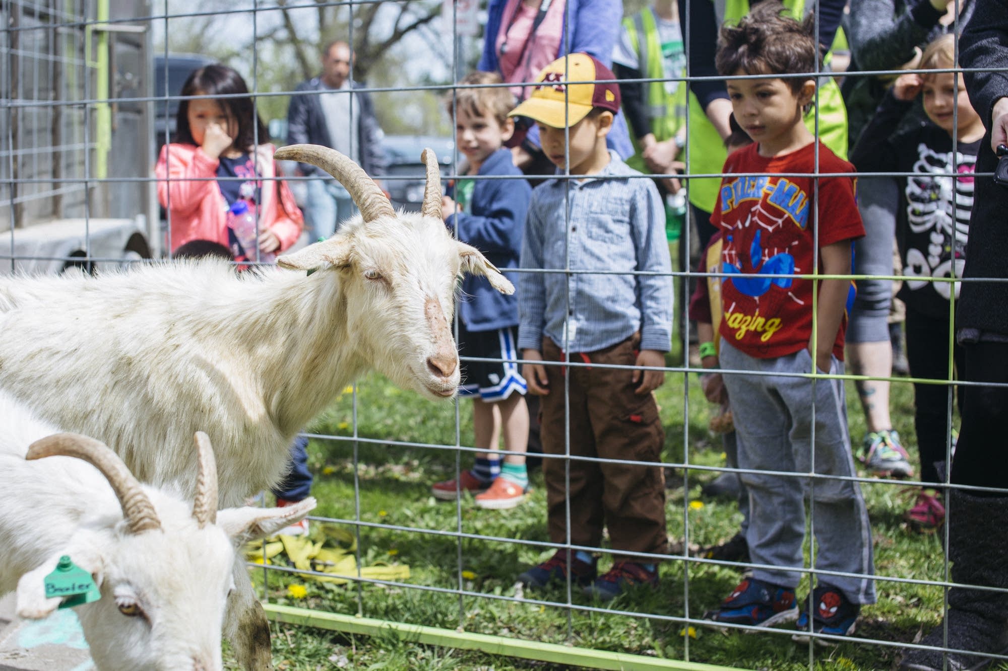 Children watch goats arrive.