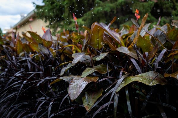 Canna lilies are watered