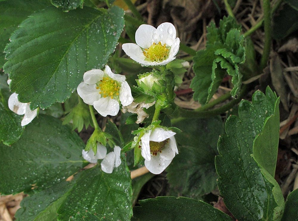 Program helps beginning farmers get started Minnesota Public Radio News