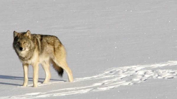 Isle Royale Wolves