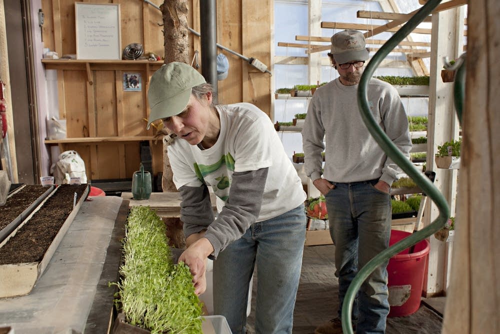 'Deep winter' greenhouse grows veggies yearround Minnesota Public