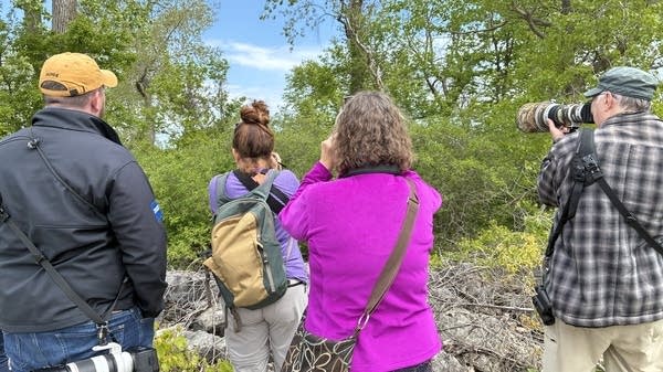 Four birdwatchers on a tour look through binoculars in the hopes of spotting a yellow warbler. Northwest Ohio is known as the warbler capital of the world.