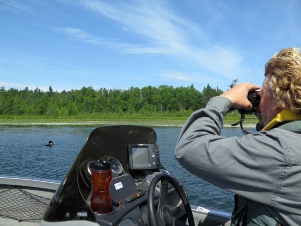 DNR nongame biologist Kevin Woizeschke searches for tagged loons.