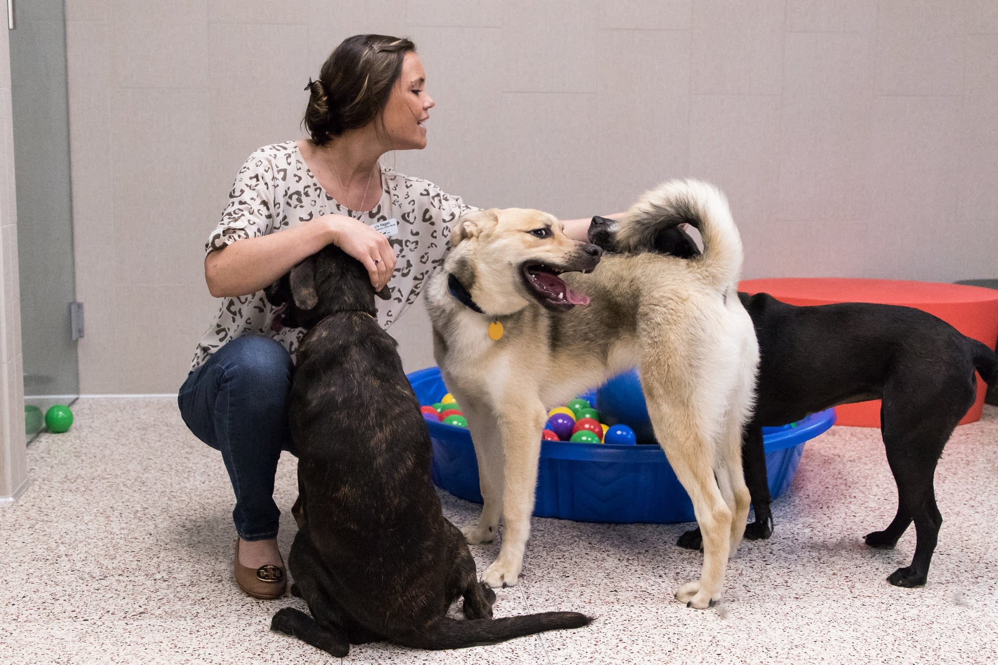 Liv Hagen pets three of the dogs in the new group housing program.